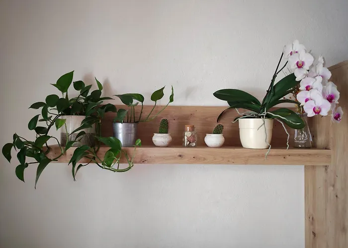 Blaskovic 노비그래드달마샤